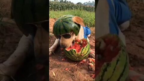 Ai đó yêu dưa hấu 😁😊😍☺️😉 #shorts #Golden #animals #dogs #LuxubuFamily