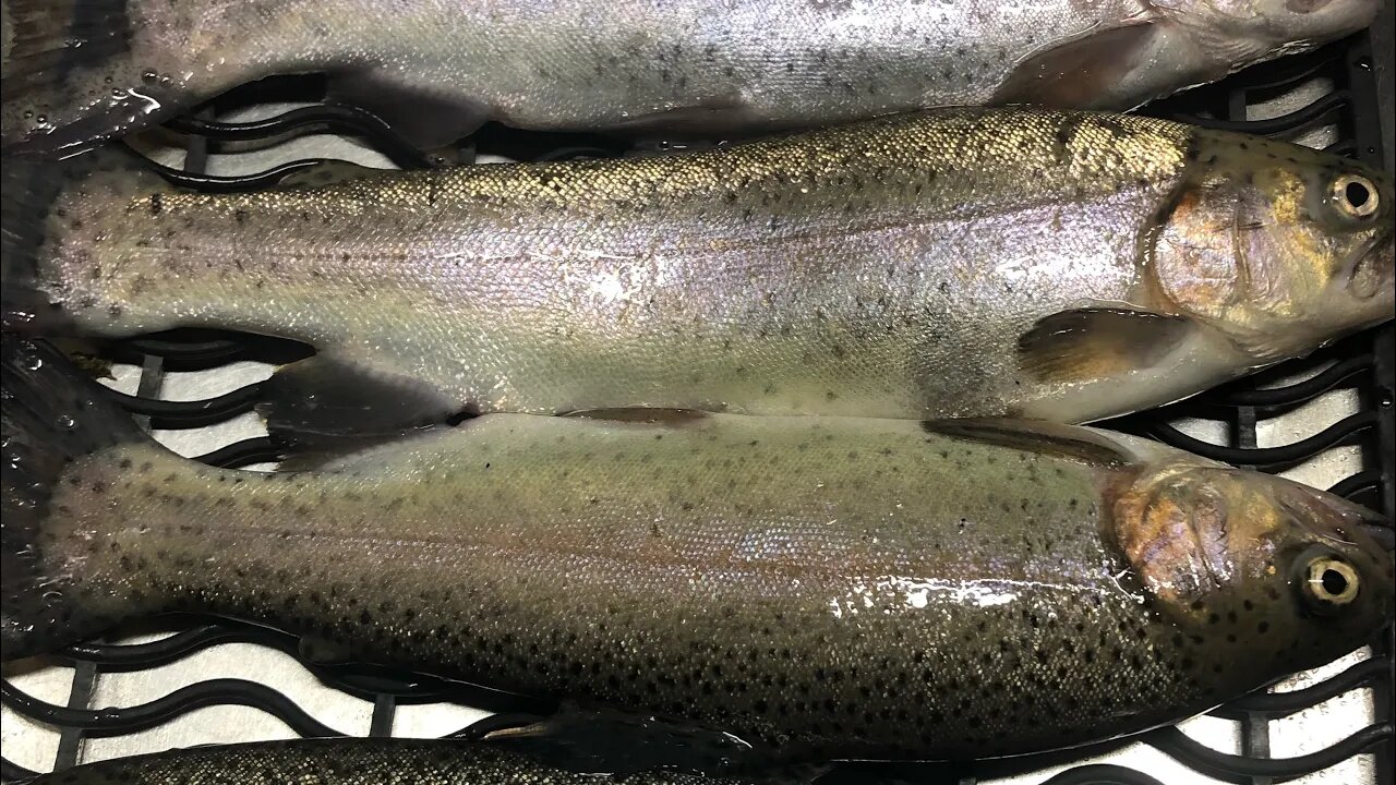 Canning Trout