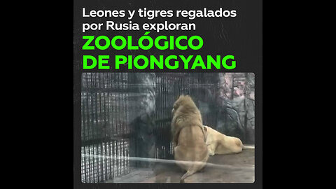 Leones y tigres regalados por Rusia exploran su hogar en Piongyang