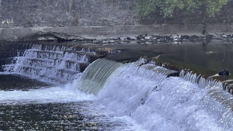 Salmon run Humber River 2022 edition 41