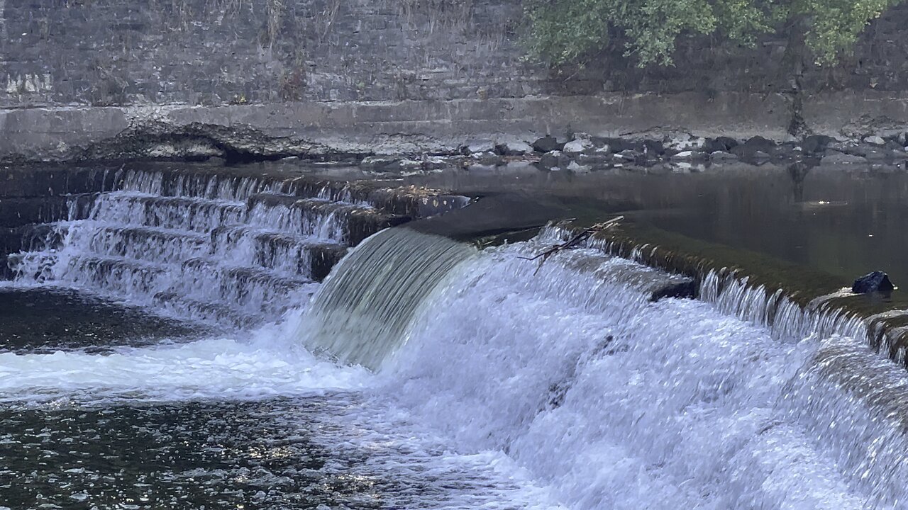 Salmon run Humber River 2022 edition 41