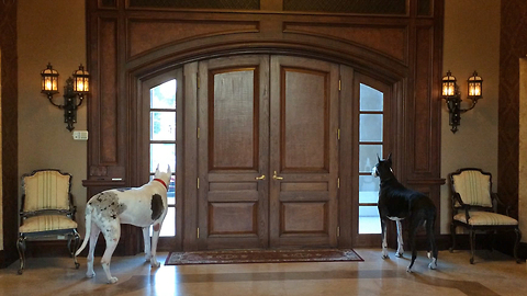 Great Dane Watch Dogs Guard Front Door