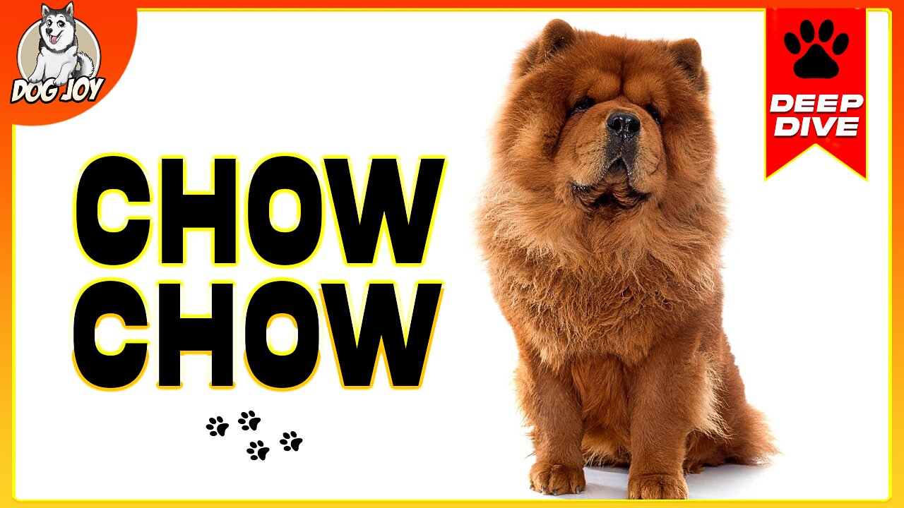 EVERYTHING You NEED To KNOW About The CHOW CHOW