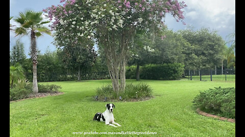 Zooming Great Dane Would Rather Patrol Than Pose With Flowers