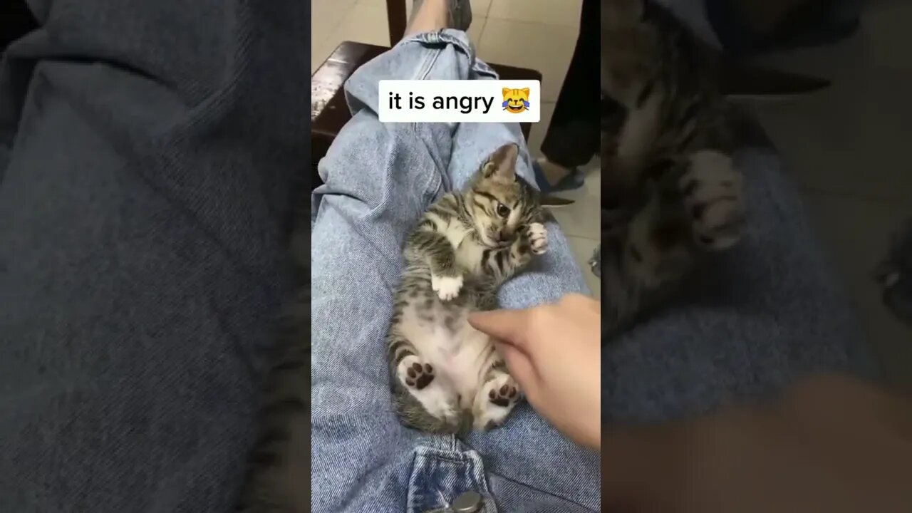 angry cat