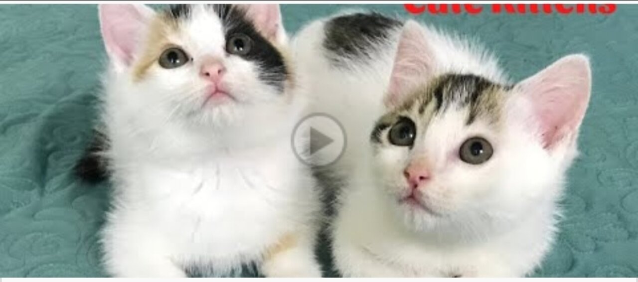 Cute Kittens - Funny and Cute Cat Videos Compilation 2023 #11