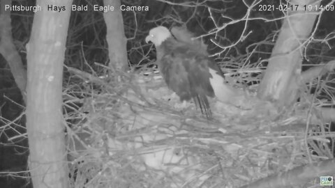 Hays Eagles Mom and Dad defend Eggs from Raccoon 2021 02 17 19 7:13PM