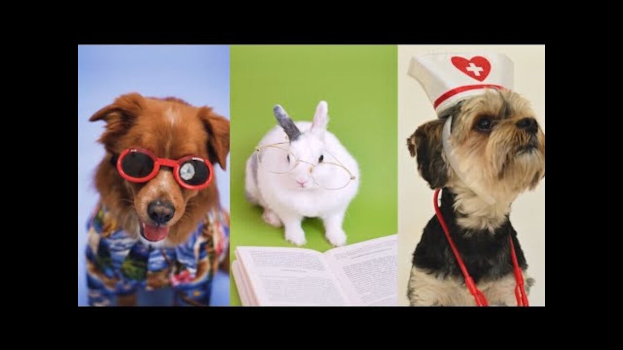 Funny Dog 🐶 Video 2022 Funny Animals😂 Compilation Tiktok ! Cute baby Dogs Cats