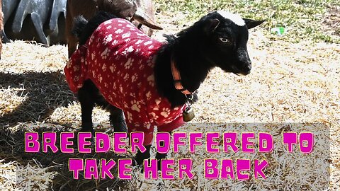 Horrible News About Our New Baby Goat!