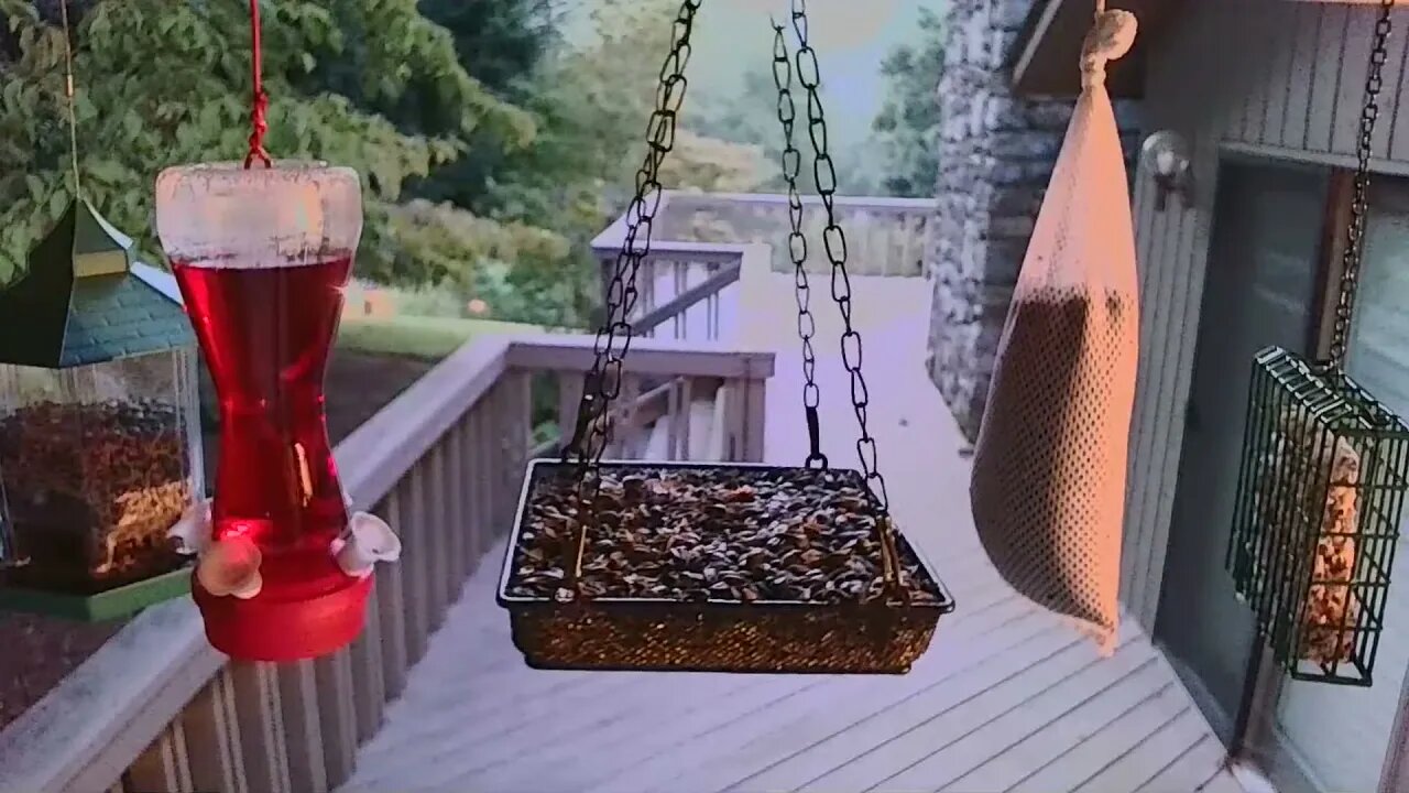 Live Bird Feeder in Asheville NC. In the mountains. Aug. 11 2021
