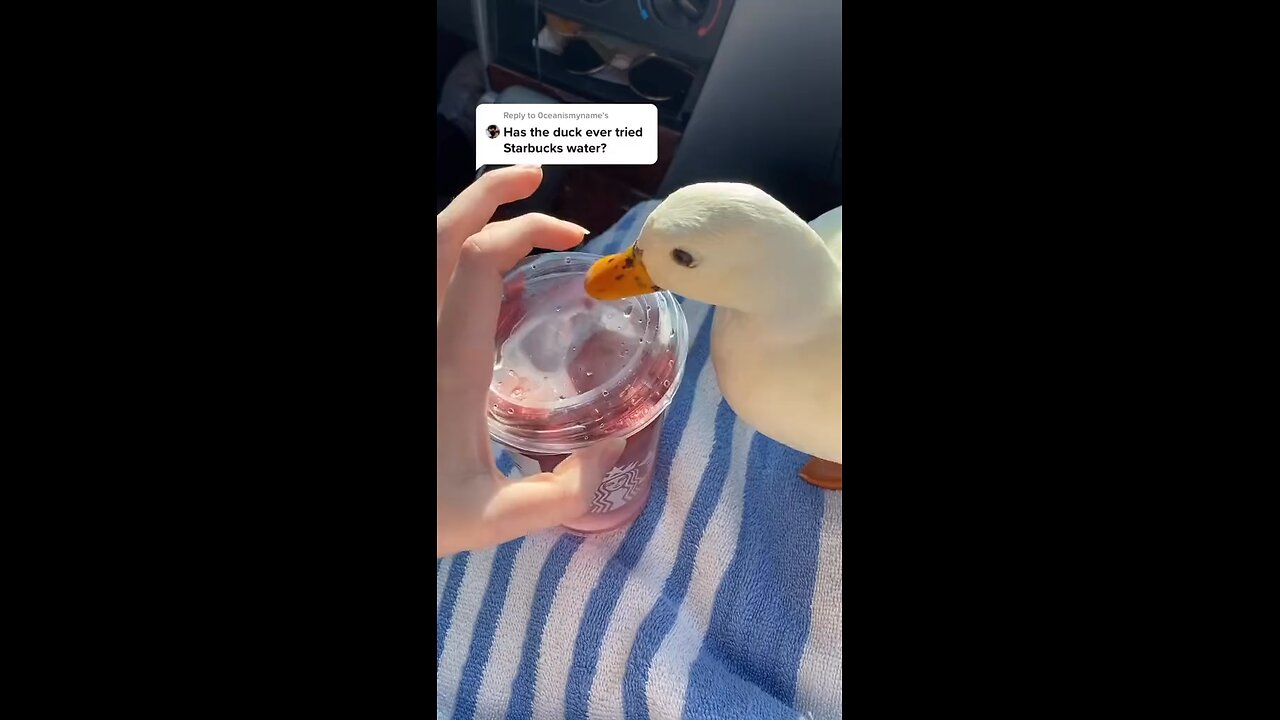 Duck ASMR