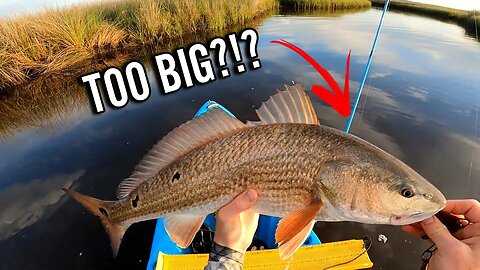 Catching Big REDFISH in the Marsh! | ACFA Spring Breakout Tournament