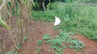 Quebrando milho verde na Roça | Canal Conectados Hoje