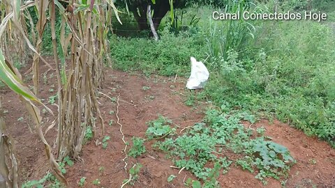 Quebrando milho verde na Roça | Canal Conectados Hoje