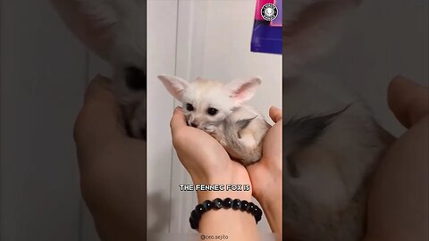 Fennec Fox 🦊 Sahara's Cutest Creature!