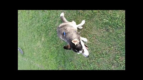 loki. update on the dogo