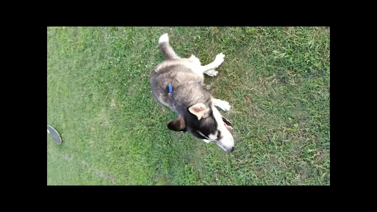 loki. update on the dogo