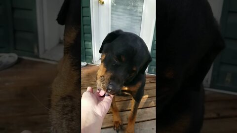 Feeding My Rottweiler Blueberries #rottweiler #shorts