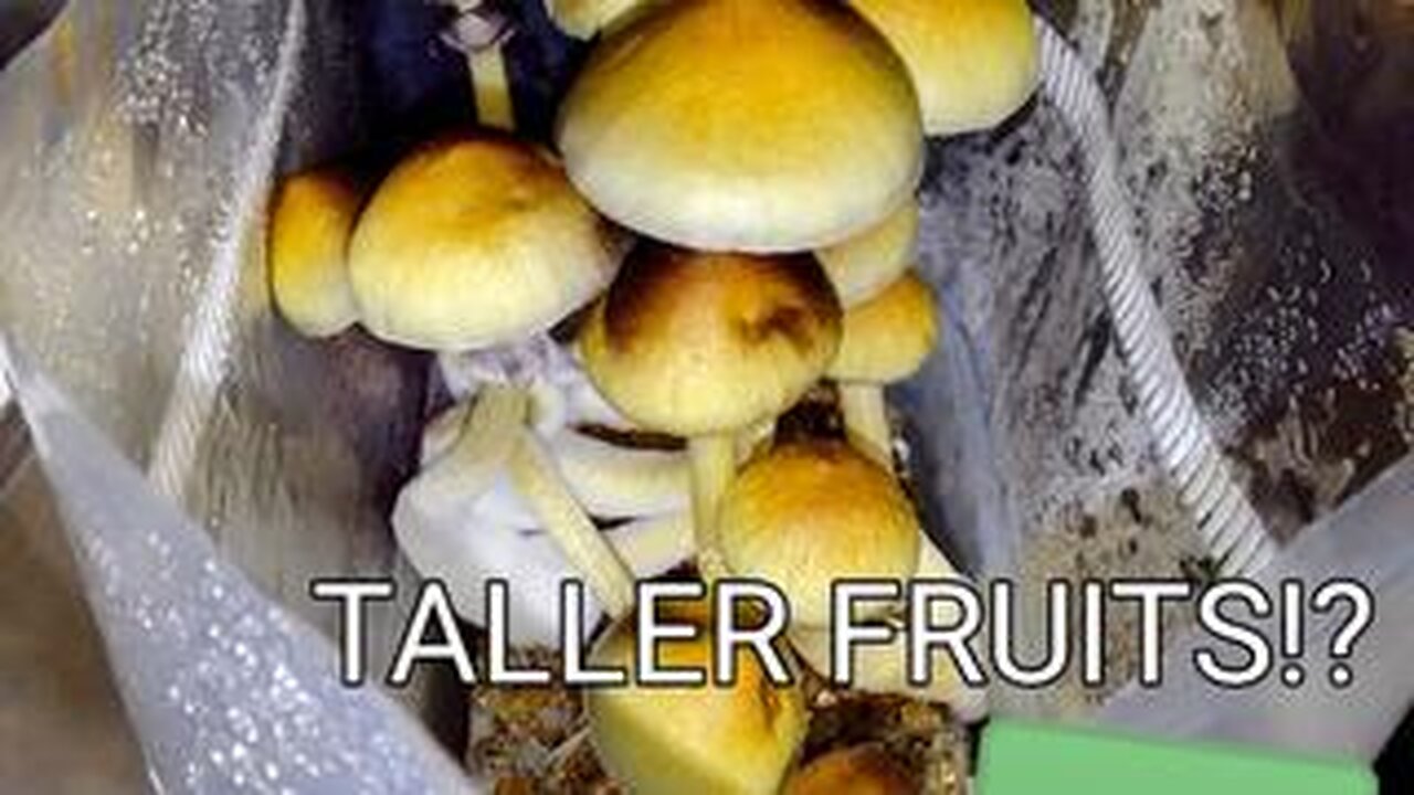 USE CO2 TO HELP YOU GET TALLER FRUITS WHEN USING MUSHROOM GROWKITS! 🍄