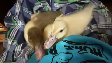 Lucky, the Muscovy Duckling and his friend, having a cuddle ( Video 13 )