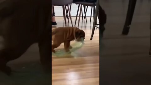 Attempting to move his things