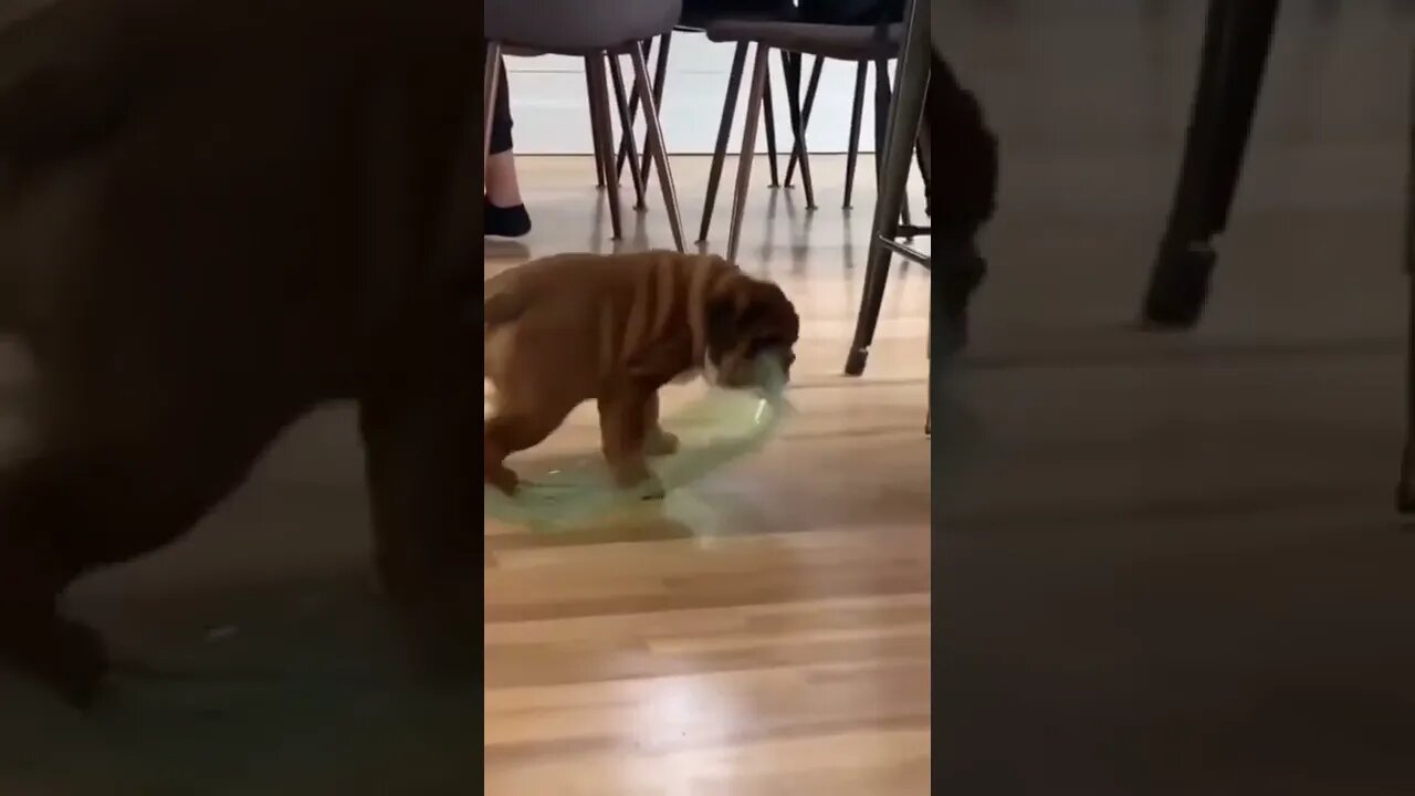 Attempting to move his things
