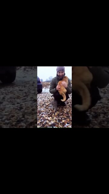 Cats need saving too #ukrainian #ukrainwar #catlover #cat