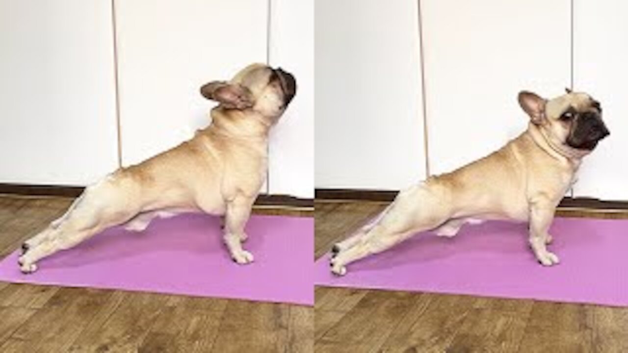 This French Bulldog Is A YOGA MASTER #shorts