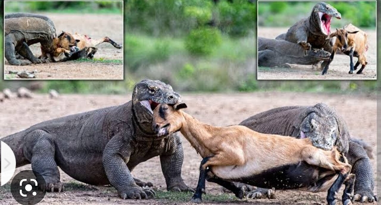 Brave mother boffelo fights the komodo to protect her young