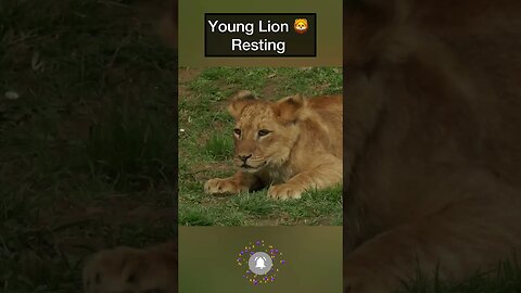 Young Lion 🦁 Resting #lioncubs #lions #lion #animalsfunny #animals