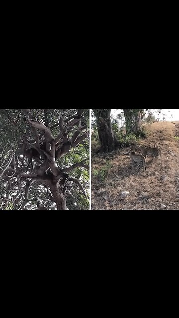 Male leopard attacks intruding male that stole his meal