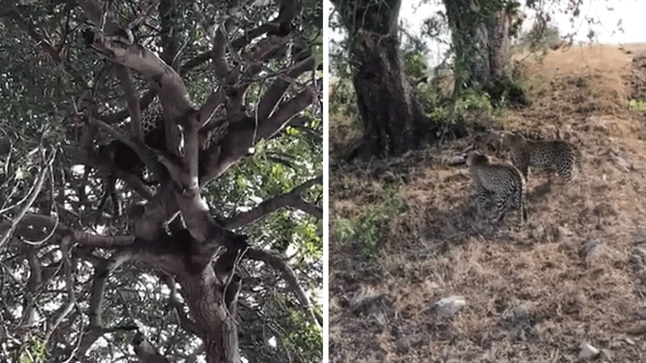 Male leopard attacks intruding male that stole his meal