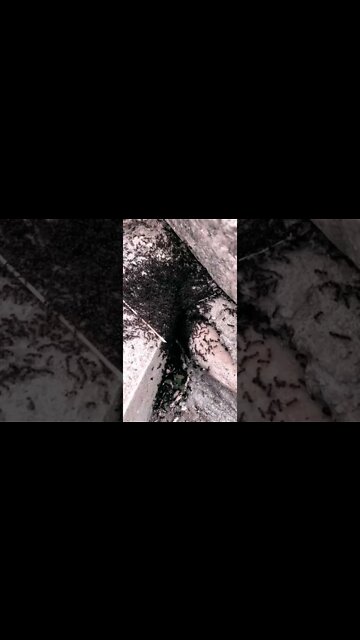 The Workers. #shorts