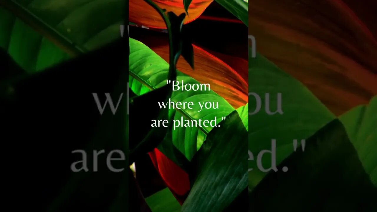 "Bloom Where You Are Planted."