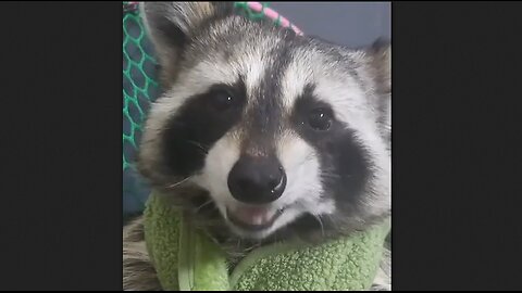 Buri the Raccoon Is A House Pet