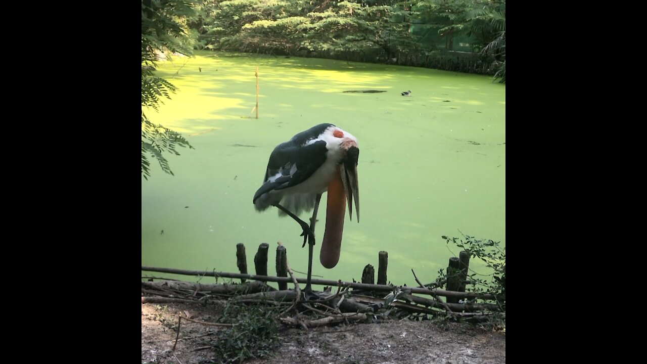 A Crane With a low-hanging neck