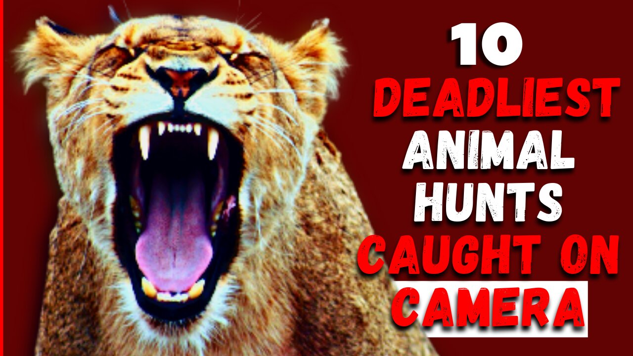 10 DEADLIEST ANIMAL HUNT CAUGHT ON CAMERA