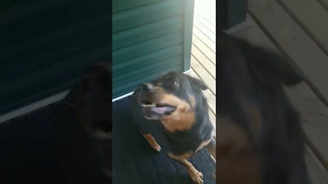 Telling Rottweiler To Show Me Her Teeth 😁 #Shorts #rottweiler 💖