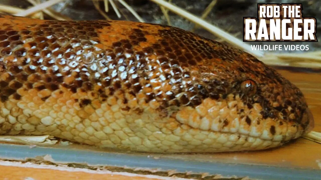 Stedmak Gardens Snake Park | Pre/Post Safari Activity | Nairobi, Kenya