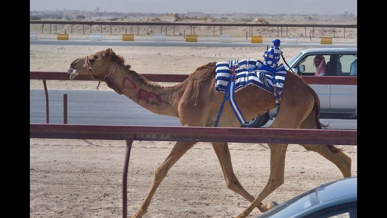 ~The Day A Camel Jockey Flew Into New York City~