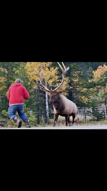 First time deer playing with humans