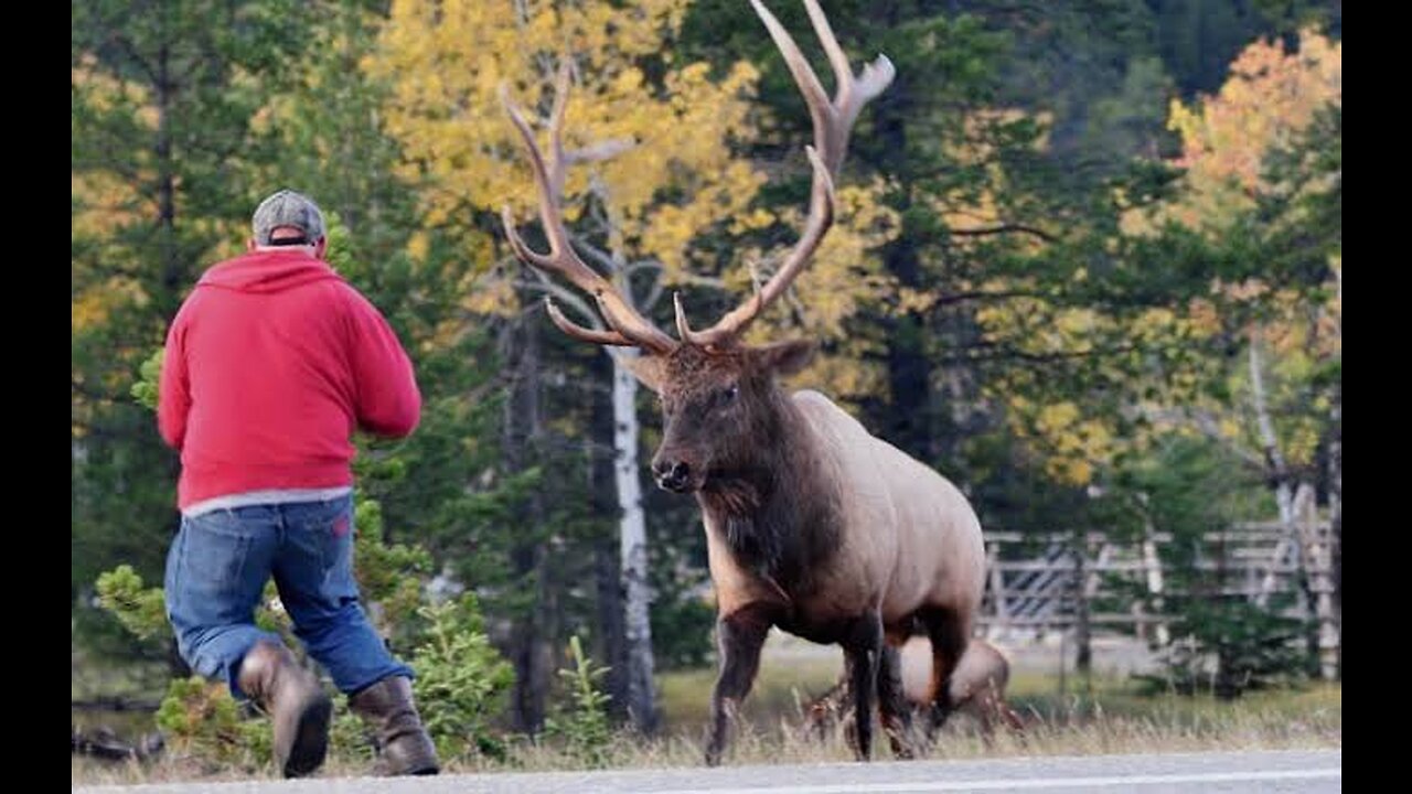 First time deer playing with humans