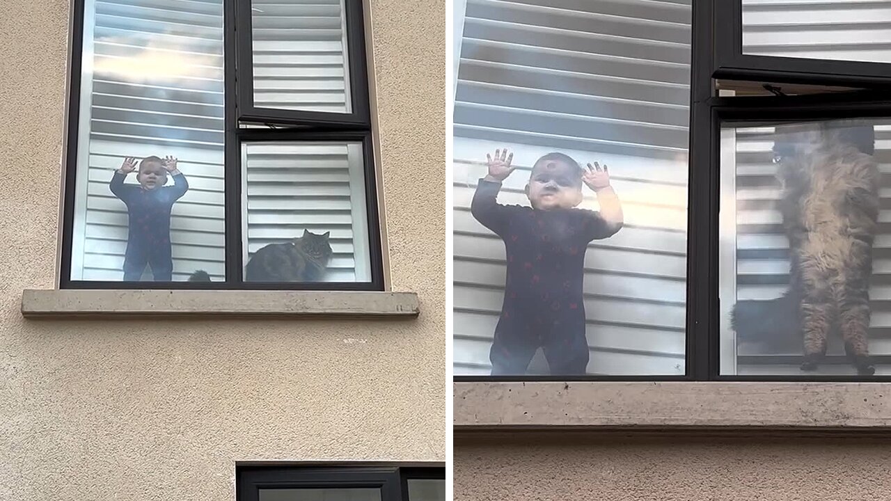 Baby & cat amusingly greet dad as he comes home from work