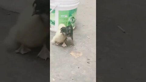 bebek vs ayam