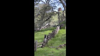 Fence Line Mount Diablo State Park