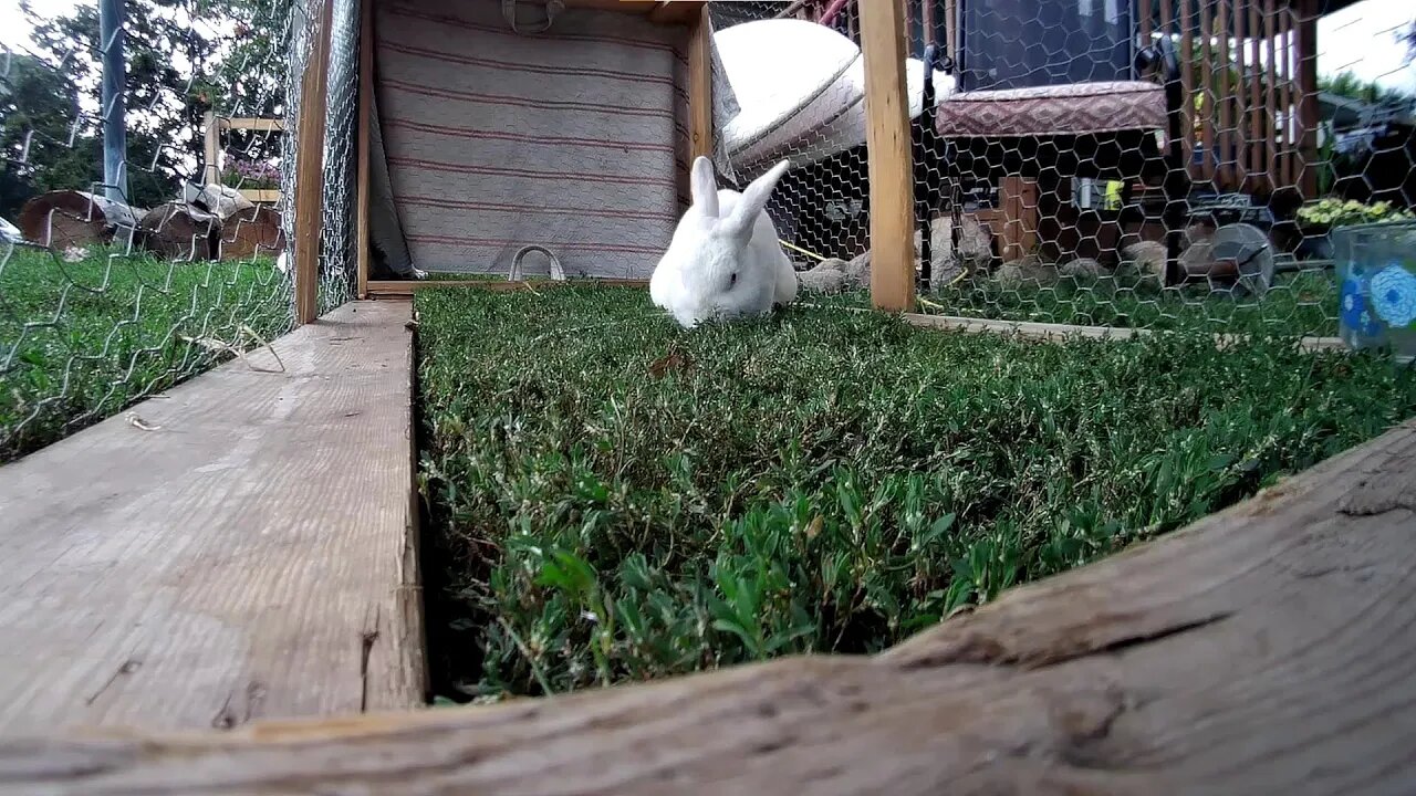 Shadow getting his greens