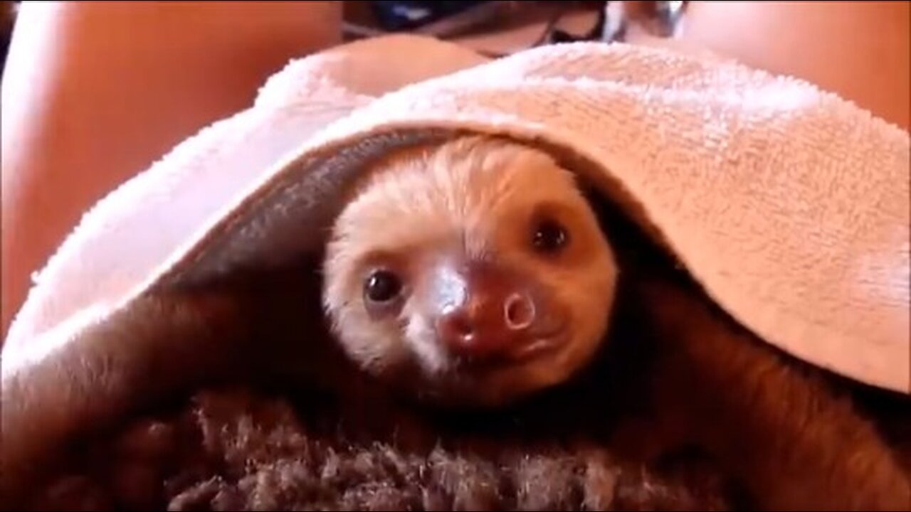 Baby Sloths Being Sloths - FUNNIEST Compilation | Funny | Viral | Cute Animal