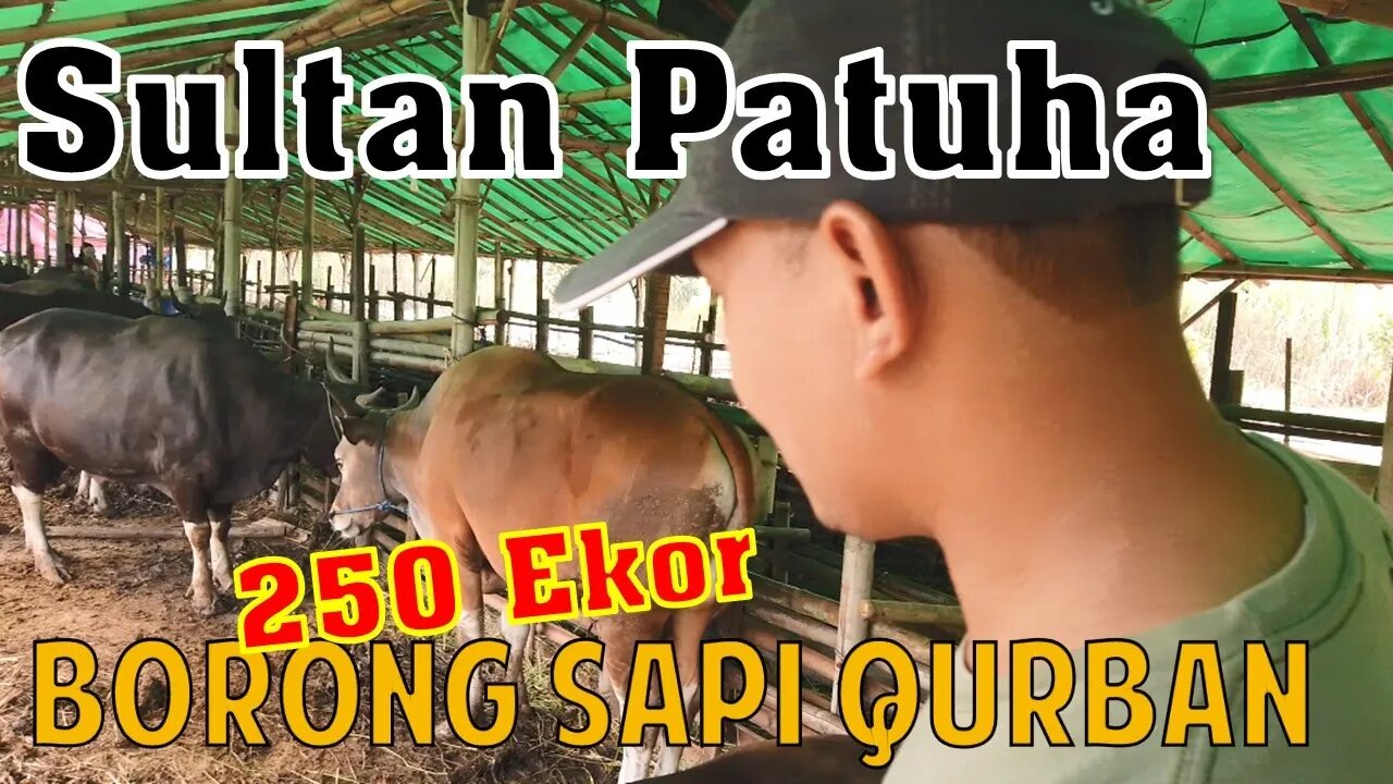 Mencari Hewan Kurban, Sapi Qurban Murah Berkualitas