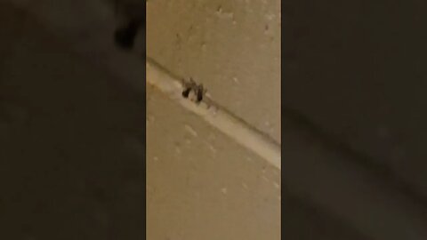 black widow vs cellar spider part 3