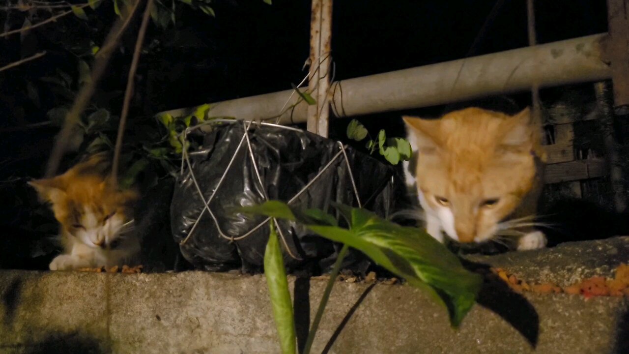 Night 🌙 snack. Tabbies of Antigua Guatemala 🇬🇹